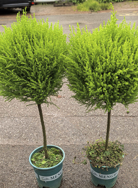 棒棒糖香松盆栽四季常绿浓香型香冠柏植物客厅阳台耐寒庭院圣诞树