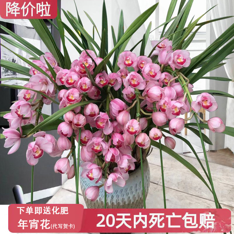 大花蕙兰室内阳台年宵花花期长