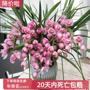 大花蕙兰盆栽带花苞室内客厅庭院大型绿植花卉小神童红袍建兰花苗