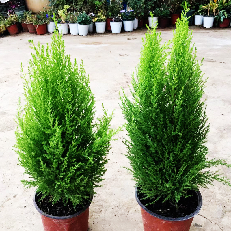 香松室内阳台驱蚊耐寒耐晒四季青