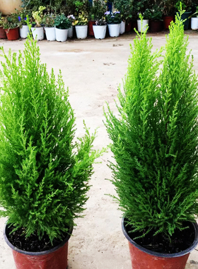 香松盆栽小圣诞树带香味驱蚊金冠柏耐寒耐晒绿植盆栽棒棒糖香松苗