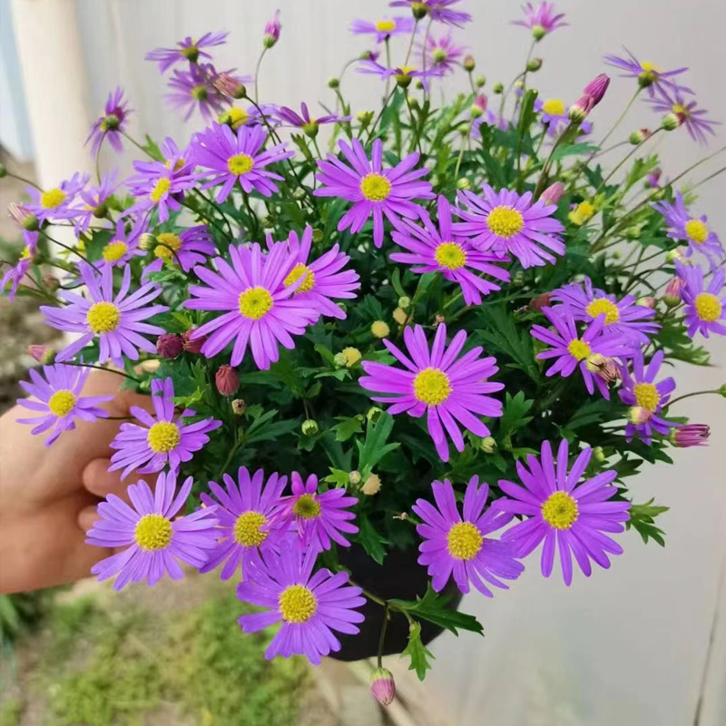 带花苞姬小菊盆栽四季开花小雏菊阳台庭院多年生易爆盆好养活菊花