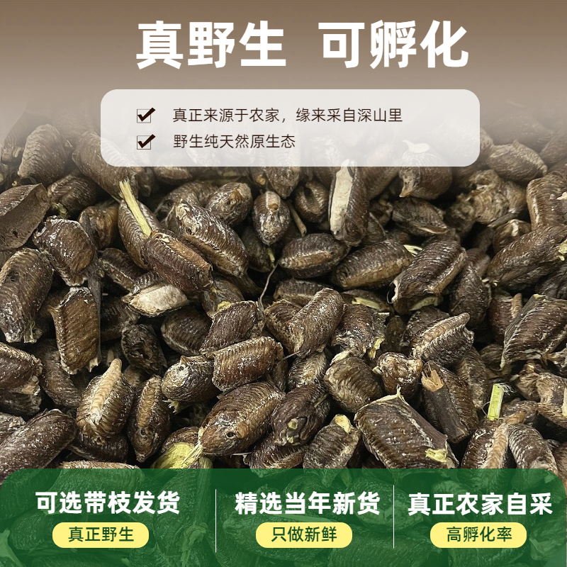 今年新货桑螵蛸可孵化正品天然野生螳螂卵螳螂籽泡酒男性滋补中药