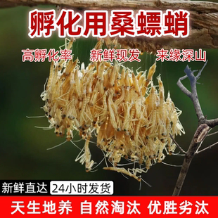 桑螵蛸孵化野生新鲜螳螂卵螳螂籽螳螂孵化刀螂籽泡酒泡茶滋补中药