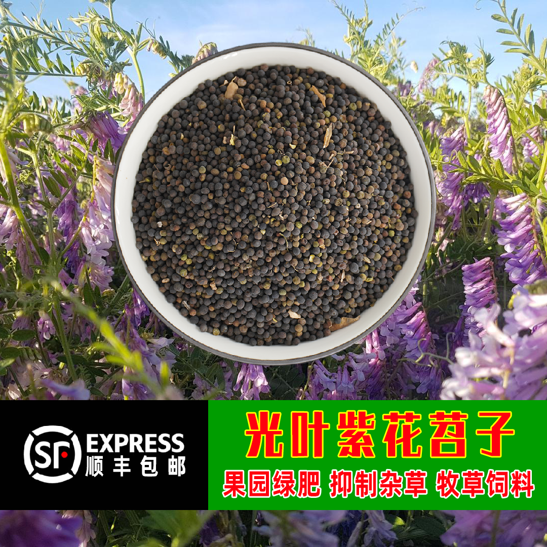 光叶紫花苕子种果园绿肥牧草蜜源长柔毛野豌豆种子毛叶苕子紫花苕