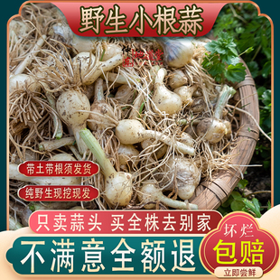 新鲜农家野生小根蒜野葱薤白小蒜薤时令野菜四川野葱团葱贵州野葱