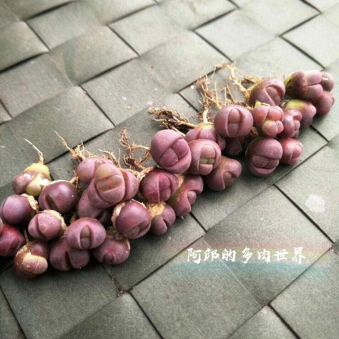 多肉植物 生石花 pp 红大内 冰橙  富贵玉 毛汉尼 幻玉