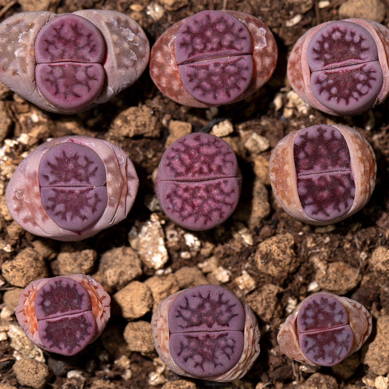 熊童多肉 紫水晶amethyst 3年 番杏生石花屁股花 一物一拍