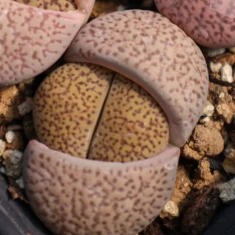 斑点狗点纹C54 独家品种 番多肉植物
