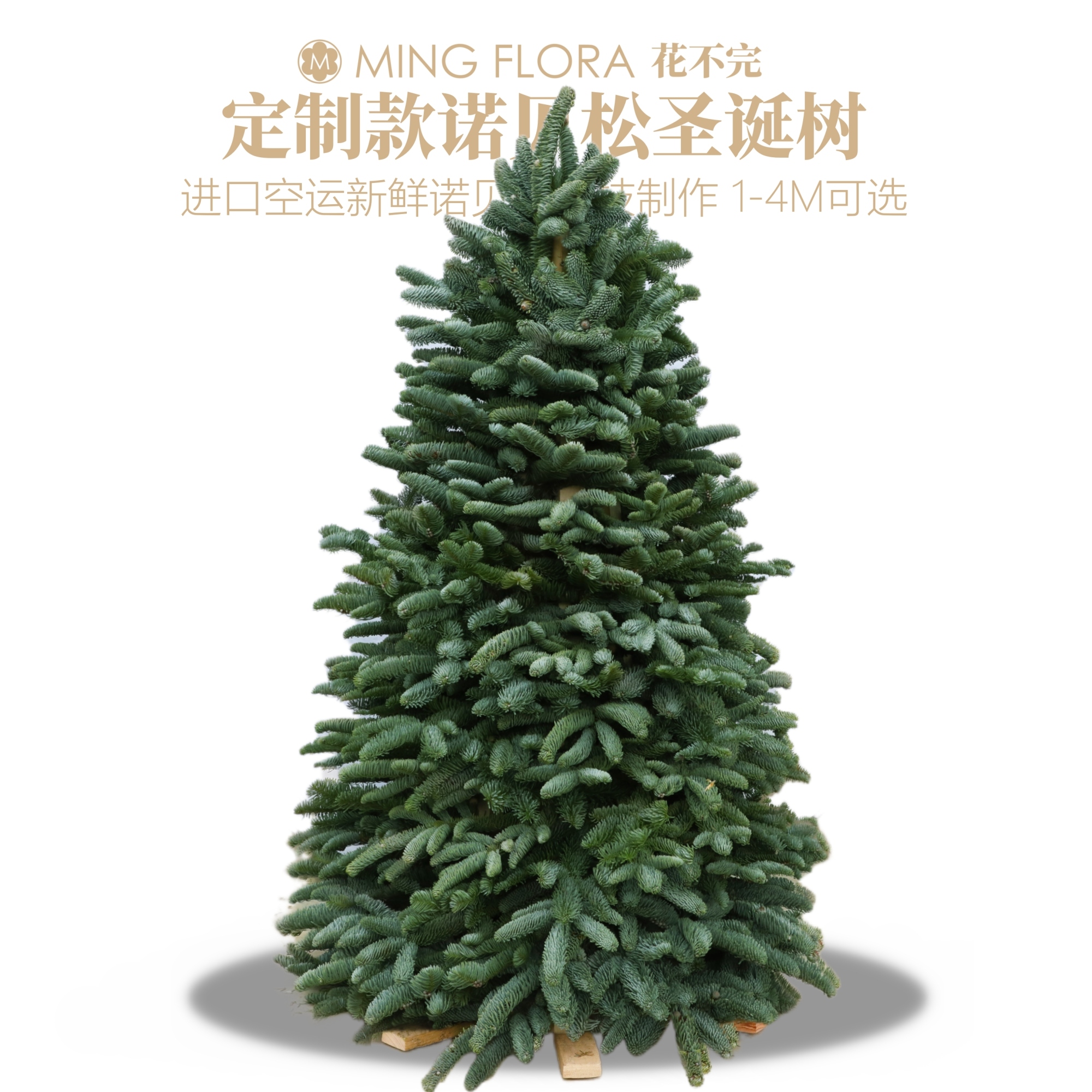 丹麦进口空运鲜活真诺贝松树枝定制做高度1米4米大型诺贝松圣诞树