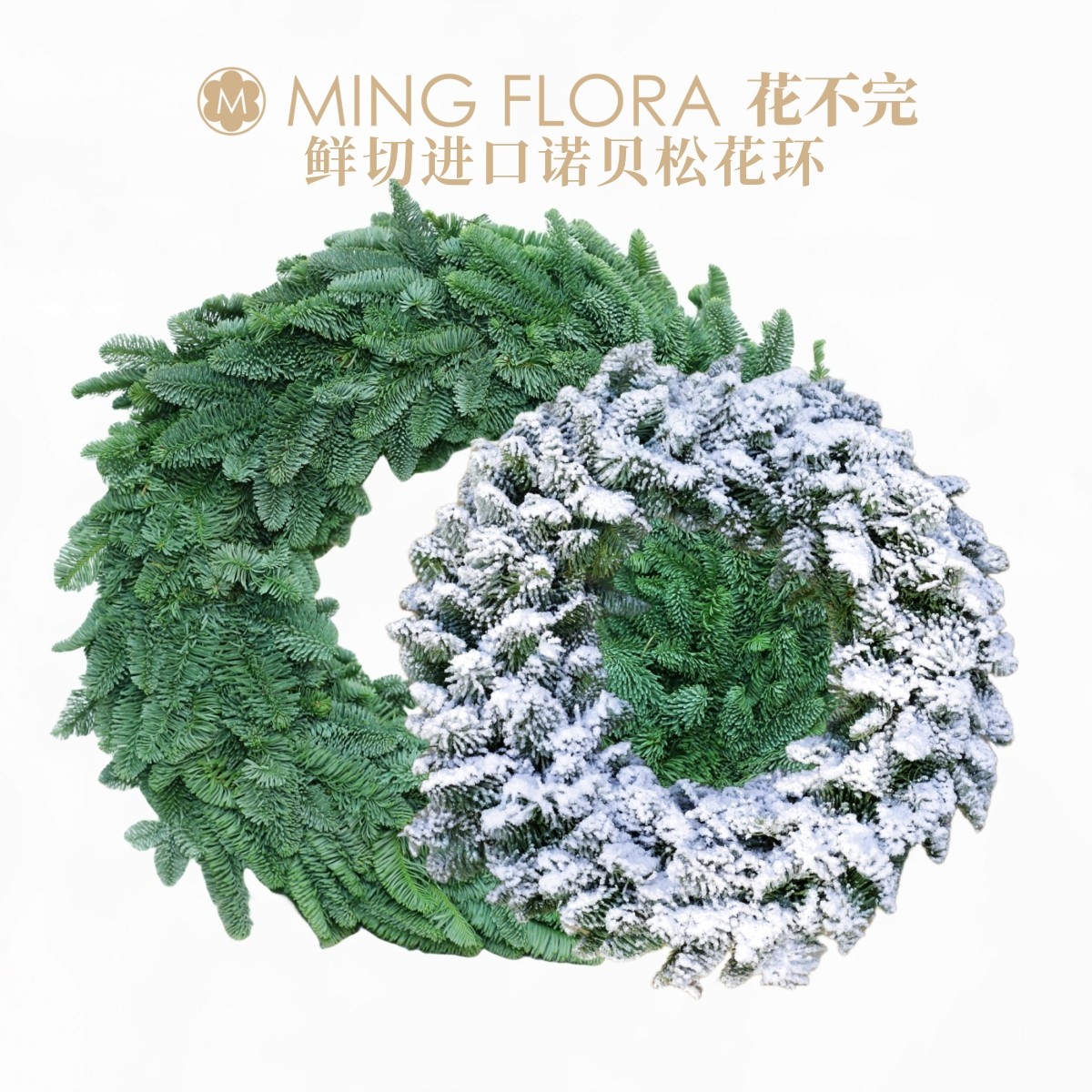 进口诺贝松圣诞节圣诞树花不完