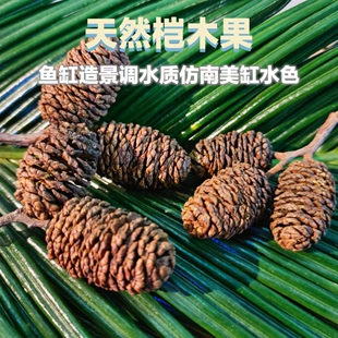 天然桤木果斗鱼虾埃及鱼缸造景调节水质PH值调黑水仿南美鱼缸水色