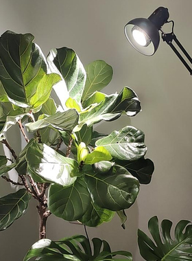 植物补光灯室内盆栽绿植生长灯古法鱼缸落地灯全光谱白光