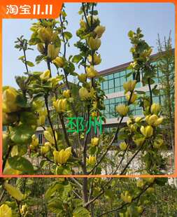 黄鸟玉兰花树苗三季开花红玉兰白玉兰苗嫁接玉兰树苗行道树乔木