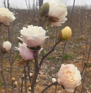 {粉姬玉兰}日本姬辛夷星花玉兰木兰盆景盆栽素材玛格的旋转姬木兰