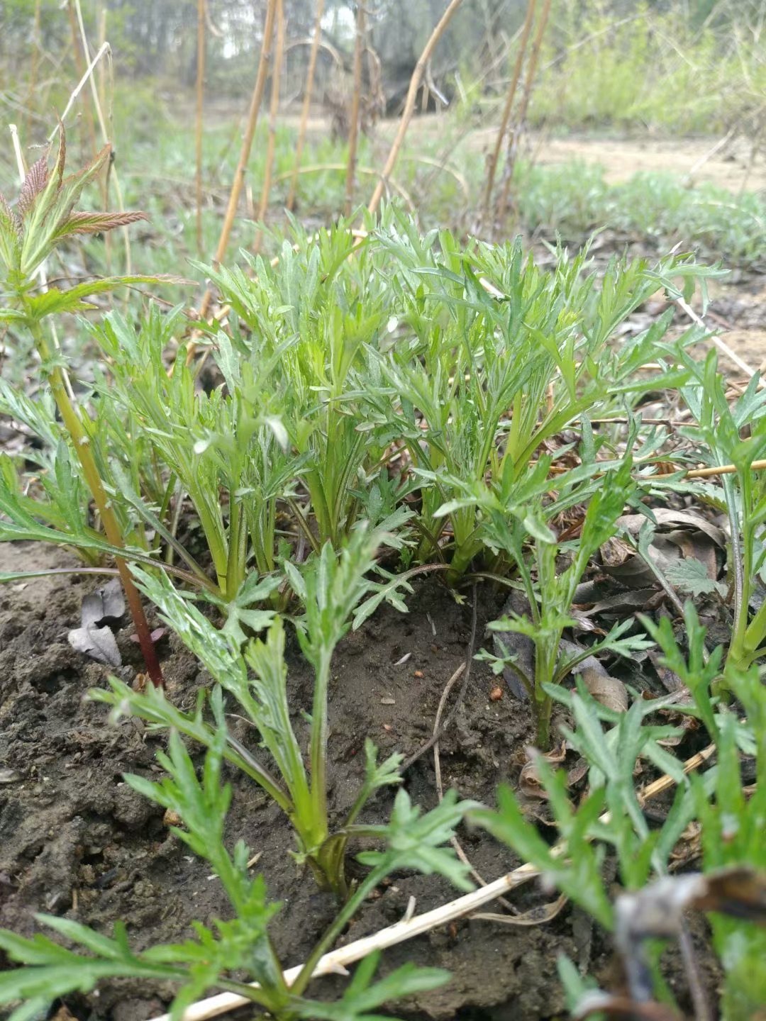 东北野菜柳蒿芽新鲜500克满2份包邮 水蒿蘸酱菜保温箱加冰发货