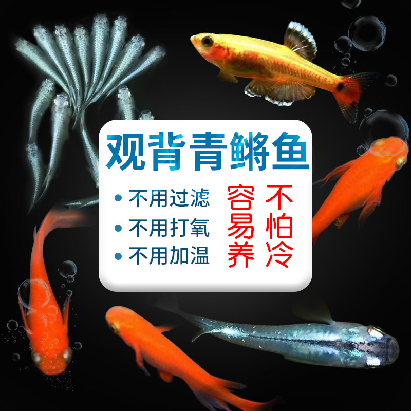 观赏冷水鱼观背青灯鳉鱼锦鳉卵苗小型淡水原生鱼易养虾螺除藻套餐