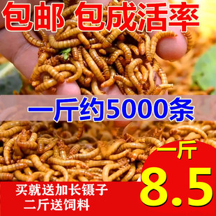 包邮 面包虫活体 乌龟 鹦鹉鱼 画眉鸟石蛙饲料 金龙鱼 黄粉虫活虫