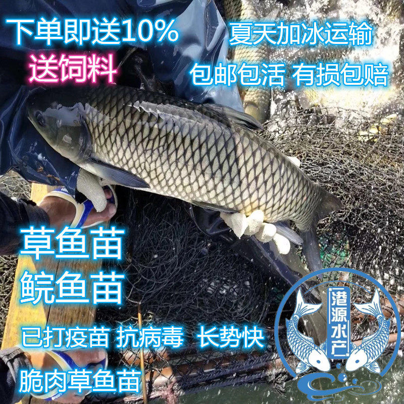 抗病毒草鱼苗 脆肉鲩鱼苗 白鲢鱼苗，鳊鱼苗，花鲢鱼苗四大家鱼