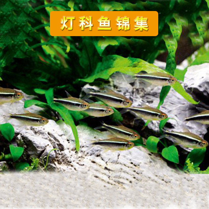 观赏鱼灯科鱼活体淡水鱼小型热带鱼群游鱼套餐柠檬斑马孔雀鱼包邮在类目 宠物/宠物食品及用品, 水族世界, 鱼中 - 来自Buy2taobao.com提供专业的淘宝代购服务