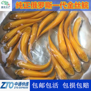 大规格 俄罗斯金草鱼苗 金丝鲩 红草鱼  鱼观赏 活体金鱼年长三斤