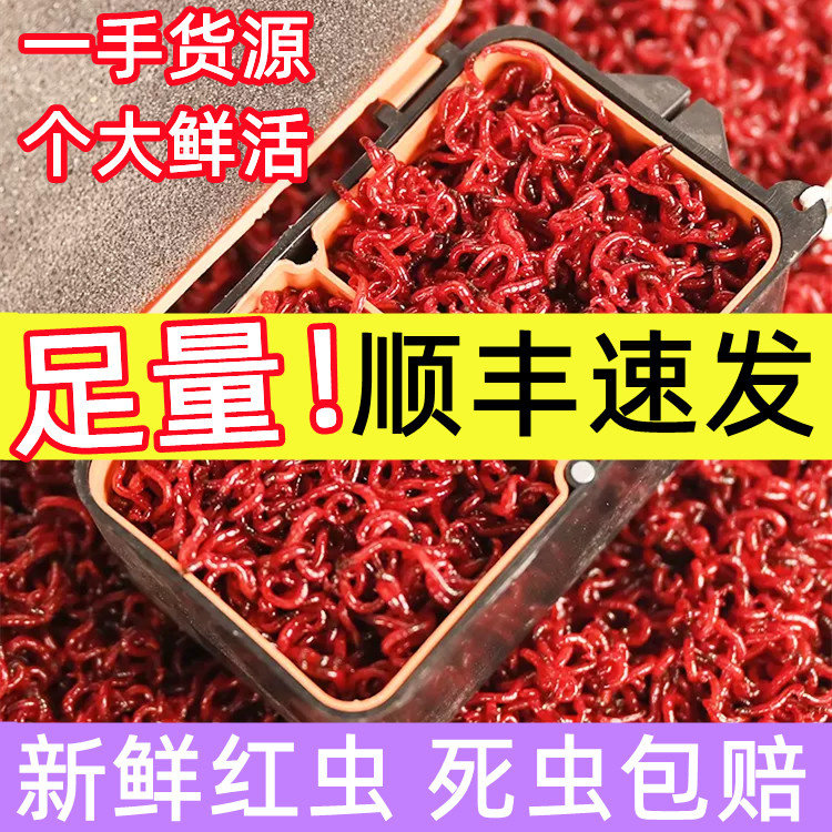 钓鱼用的虫子红虫活饵特大号拉饵小鲜活喂鱼食海钓挂钩虫鲫鱼专用图片