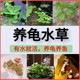 浮萍水草植物龟缸造景套餐活体种子净化水质真草阴性前景懒人养龟