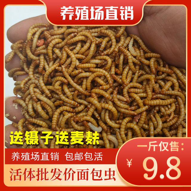 大麦虫活虫包邮面包黄粉虫鲜活体饲料鹦鹉鱼乌龟仓鼠八哥鸟食包活图片
