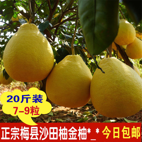 新鲜水果梅县红肉蜜柚20斤包邮