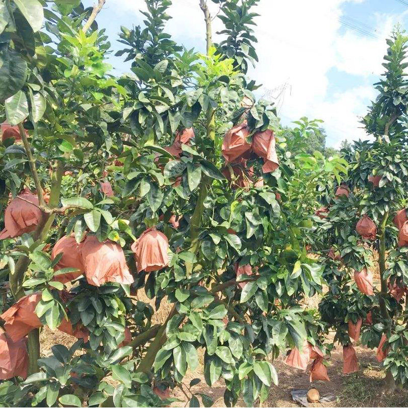 100个柚子专用套袋 水果防虫袋早熟袋红肉蜜柚葡萄水果莲雾防水纸