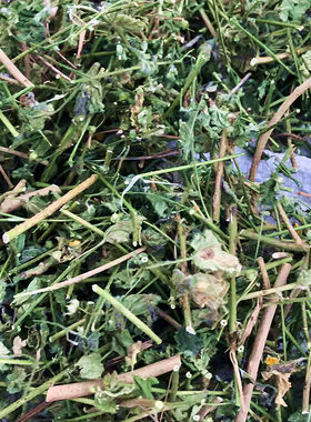 干品中药材心形黄花稔 心叶磨盘草 吸血草 小桐麻 大黄花母中草药
