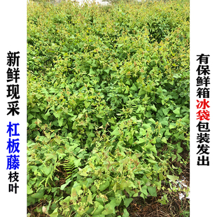 现采新鲜   杠板归 刺犁头老虎利退血草河白草中草药