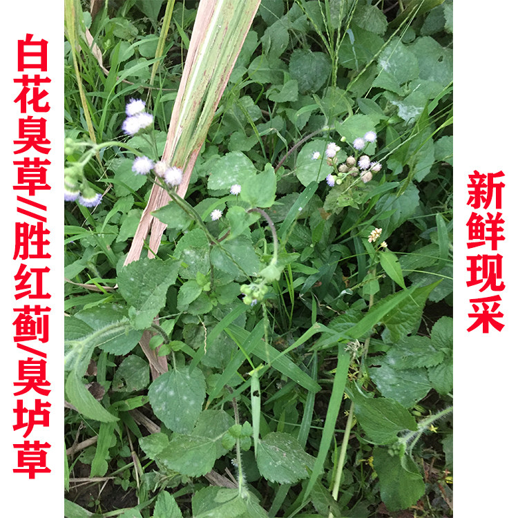 新鲜现采 白花臭草 胜红蓟 臭垆草 毛胜红中草药保鲜发500g包邮