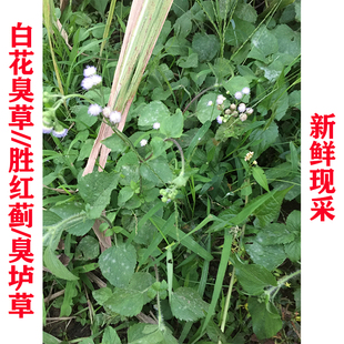 新鲜现采 白花臭草 胜红蓟 臭垆草 毛胜红中草药保鲜发500g包邮