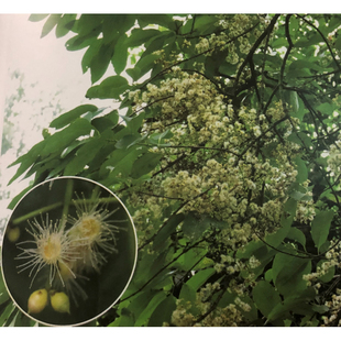 新鲜现摘 水翁树 水翁花枝叶 中药材 边榕树 水榕树 中草药