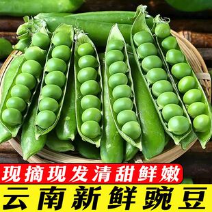 云南高山新鲜豌豆当季青豆带壳应季生鲜蔬菜甜豌豆嫩一整箱包邮