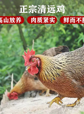 正宗广东清远鸡土鸡农家散养麻鸡白切鸡走地脆皮鸡肉新鲜现整只