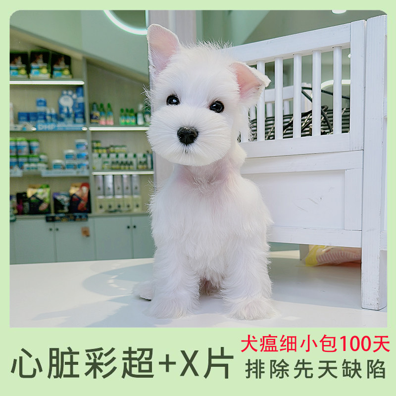迷你雪纳瑞幼犬犬狗活体黑白雪拉瑞纯种飞耳小体椒盐小型犬椒盐色