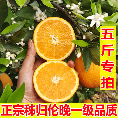 顺丰100%现摘秭归伦晚橙爆汁纯甜