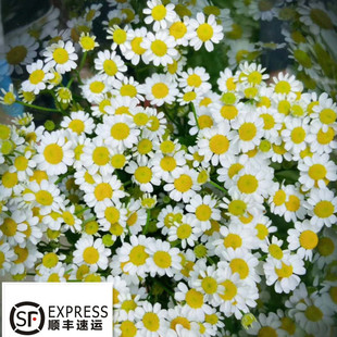 洋甘菊 小翠菊 鲜花 昆明种植基地直发家用办公毕业花束