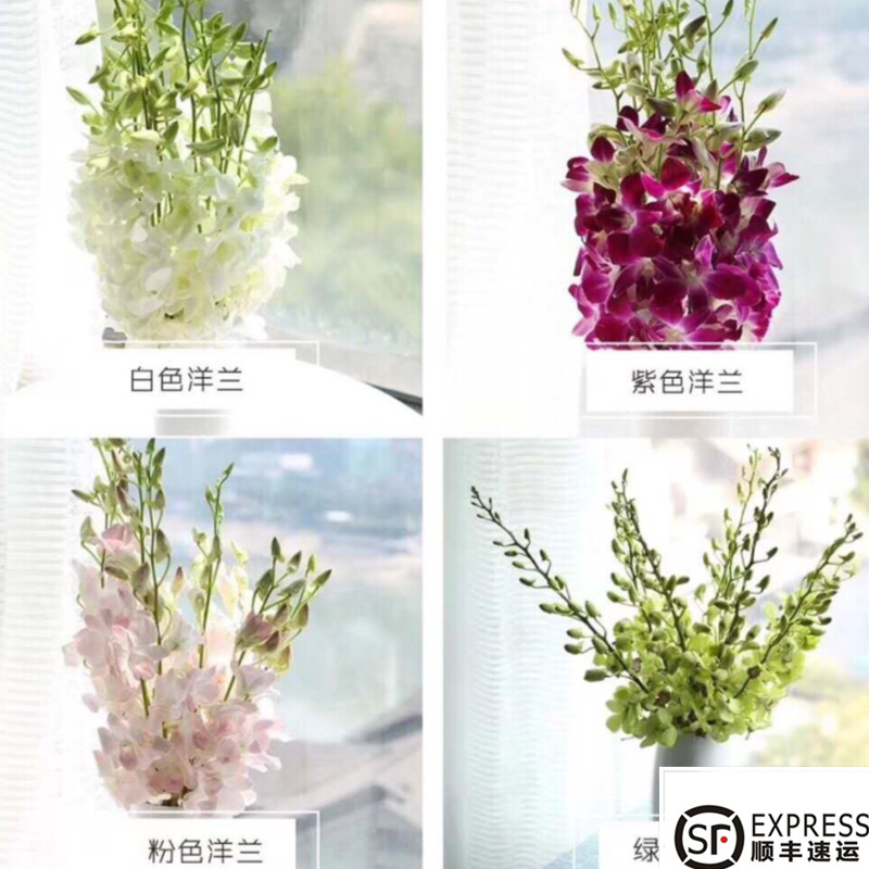 火焰兰 跳舞兰 洋兰鲜花 昆明基地直发 助农切花水养家庭办公插花