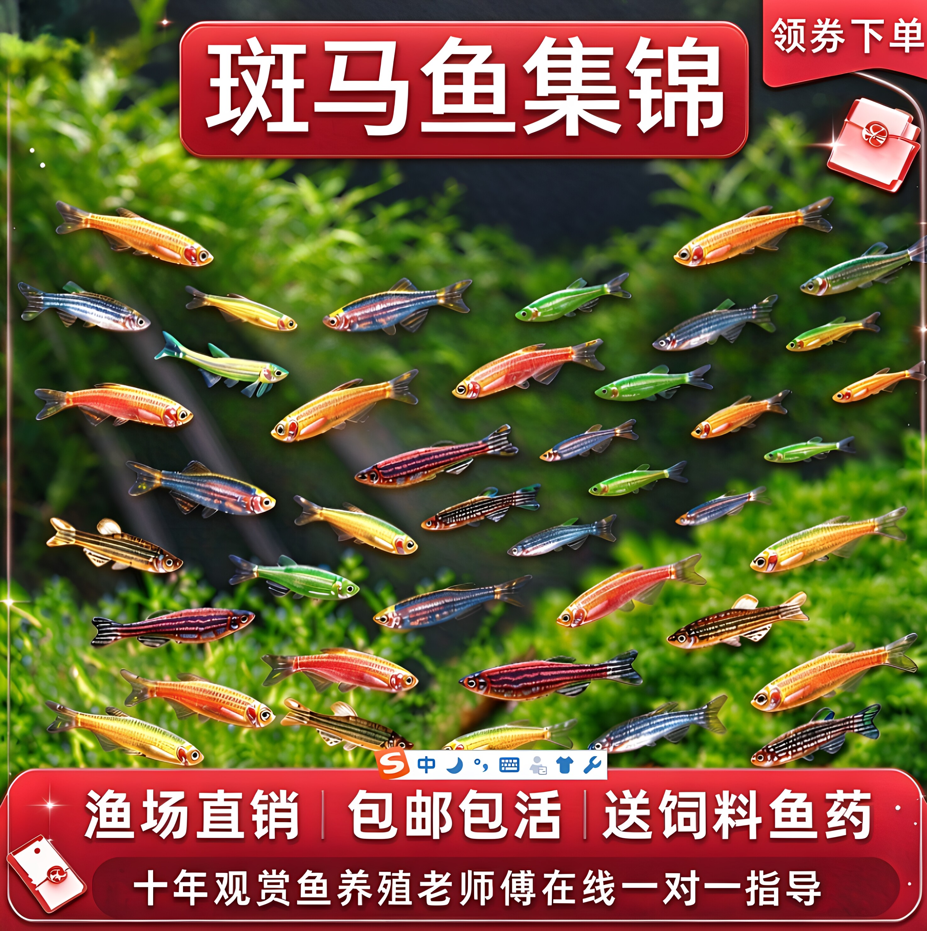 混色斑马组合,桌面小缸绝好搭配