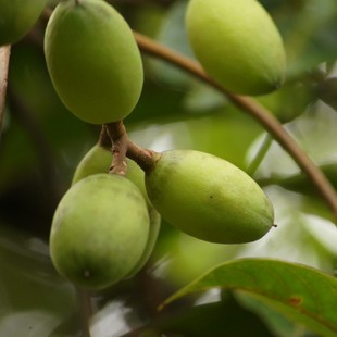 2025年现摘百年老树檀香橄榄生吃青橄榄肉质细嫩清脆入口回甘 包邮