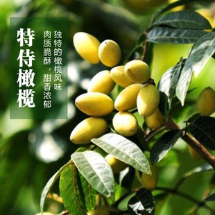 包邮 2025年现摘新鲜老树檀香橄榄 青果生吃清脆回甘无渣一斤顺丰