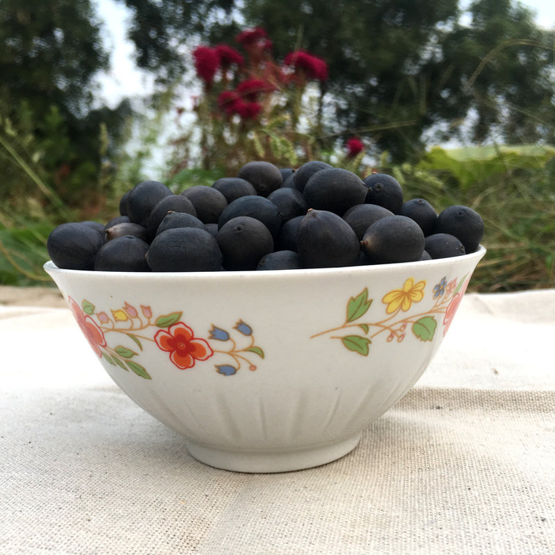 黑莲子带壳干莲子硬石莲子即食铁莲子老莲子干货莲花种子