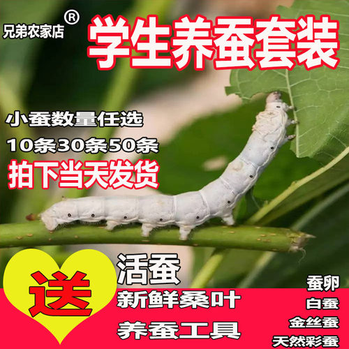 蚕子蚕卵价格 蚕子蚕卵图片 星期三