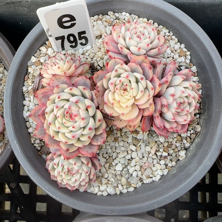 姬莲锦砍头群e795福利,鲜花速递/花卉仿真/绿植园艺,多肉植物,淘宝优惠券,粉丝福利购,淘宝优惠卷