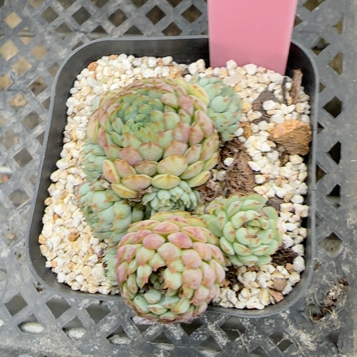 老版小红衣e685满十八包邮冠服3-4cm