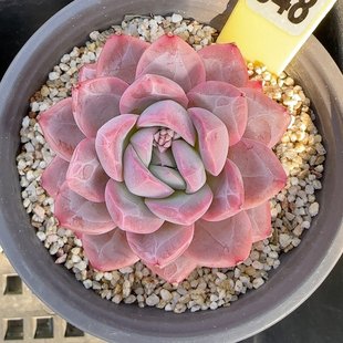 解忧彩虹f348孤品福利