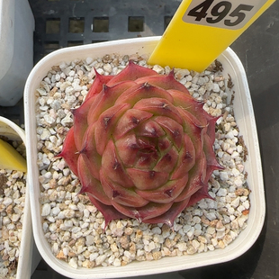 草莓塔e495
